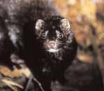 EH Shepard s Mole and Ratty The changing fortunes of the British water vole population through the 20 th century has only recently come to light, following the pioneering national surveys conducted