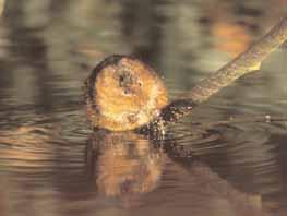 the London water vole project Begun in 2001, this project has become the focus for the conservation of water voles in London.