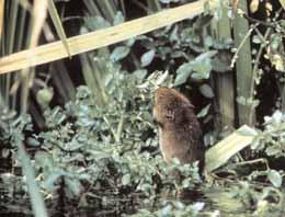 riverbank work affects water voles. Necessary work to improve flood defence can cause major disruptions to riverbanks.