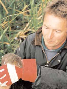 It is essential, therefore, that surveys for water voles are continued and this will include developing our volunteer network.