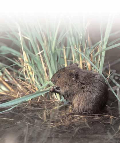 Further Reading Strachan R. (1998) Water Vole Conservation Handbook. Environment Agency, English Nature and the Wildlife and Conservation Research Unit. Oxford. Strachan R. (1997) Water Voles.