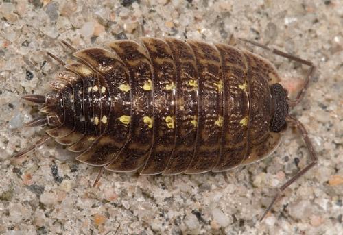 Porcellio spinicornis- These are fairly large in size, and look even bigger with their extended sides. They are usually grey or brown with a yellow or light color pattern going down the middle.