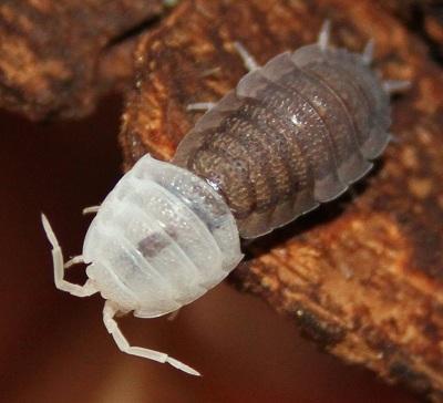 As mentioned before, you can find water dechlorinator at your local pet store or online. Isopods do not need a dish of water.