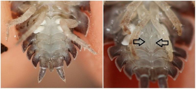 Sexing: It is not an easy task to tell male isopods from female.
