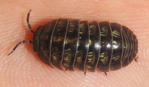 S.: Armadillidium vulgare- These are the shiny ones that can roll up into a tight ball.