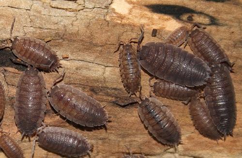 Porcellio scaber- Their color can range from dark blue to grey usually, but other color morphs do exist.