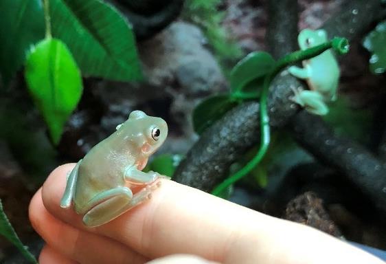 00-1 Available Whites Tree Frogs (Litoria