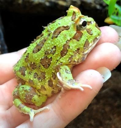 Bullfrog Pixie Frog (Pyxicephalus