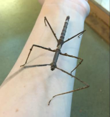 Indian Stick Insect Stick Insects Zompro s Stick Insects (Parapachymorpha