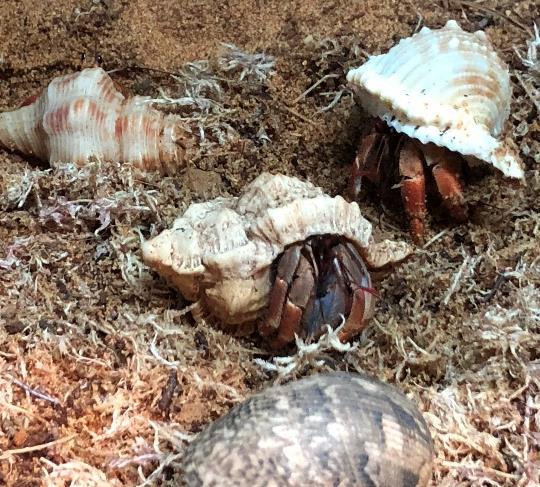 50 each - Lots Available Giant African Land Snails (Achatina fulica) Currently