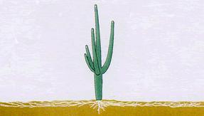 Below cactus plants collect water before it goes away With wide and shallow roots to quickly get water in to