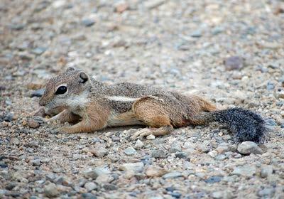 The Harris antelope ground squirrel can be out In the hot summer sun and keep moving about.