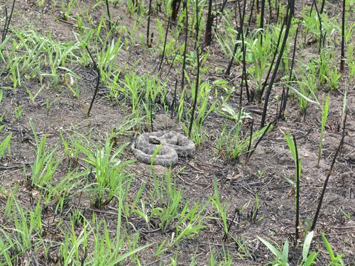 SHORT-TERM EFFECTS OF FIRE ON HERPETOFAUNA Reduced litter layers/natural cover Exposed to predators (-) Loss of prey base (-) Due to immediate mortality or dispersal