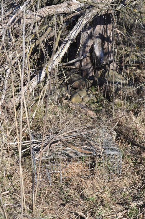 Trapping began in January of 2016 Telemetry, radio-collaring and tracking, of