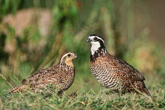 Bobwhites are small quail with