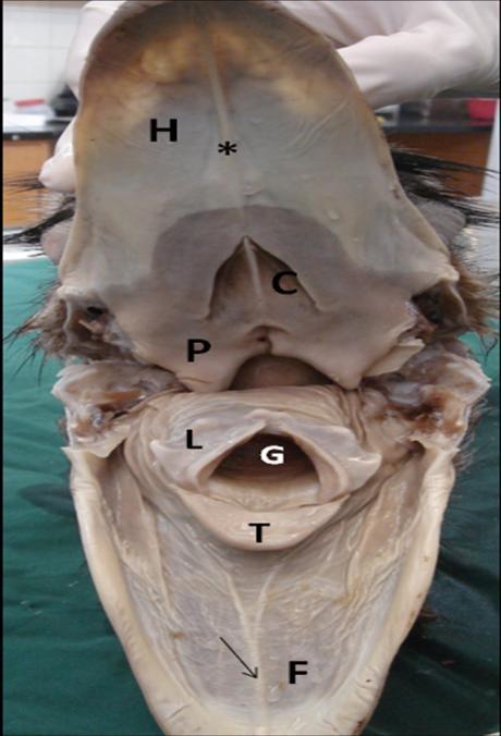 the pharyngeal cavity. It lies caudal to the tongue with a gap. This gap with 1.9 ± 0.17 cm length is occupied by some irregular mucosal plica.