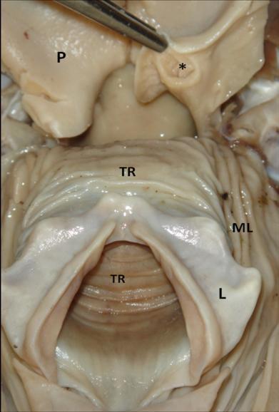 Discussion It has been shown that it is possible to identify the limit between mouth and pharyngeal cavity in birds.
