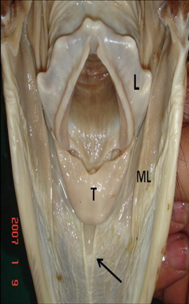 of the mouth and pharyngeal cavity (Nickel et al., 1977).