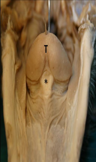 The size of beak seems to be an important factor in the regulation of ingestion.