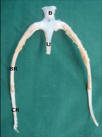 Fig. 8: The hyoid bone of ostrich. B) basihyoid bone. U) urohyal bone. BR) bony part of hyoid ramus. CR) cartilaginous part of hyoid ramus upper and lower beaks have 6.3 ± 0.4 and 2.5 ± 0.