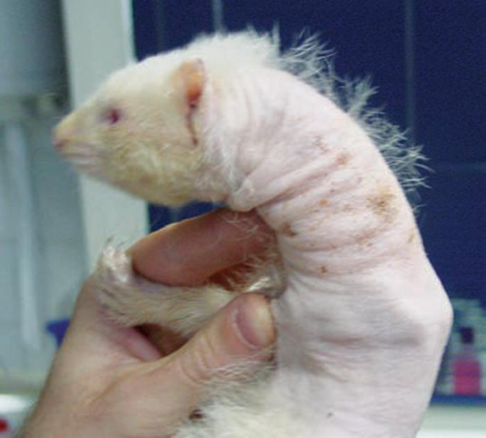 Figure 2. Alopecia is the most common clinical sign noted in adrenal gland disease in ferrets, with a reported incidence of 90 per cent.