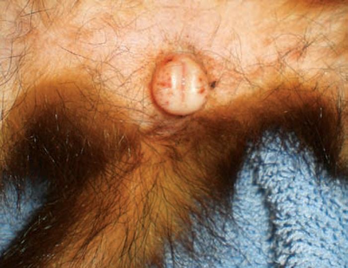 Figure 5. An enlarged vulva is normally seen in jills in oestrus.