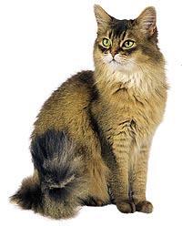 The cat: main characteristics Cat Life expectancy Growth Gestation Weight Teeth 15-20 years