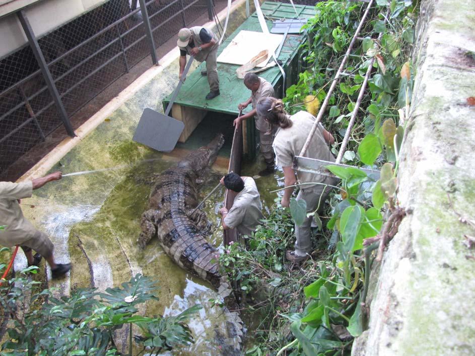 News from Sao Paulo Sao Paulo Zoo joined the studbook in 2008. They had been building a new exhibit for their pair of Tomistoma.