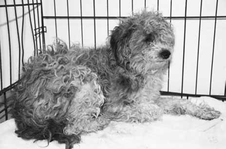 There was a little scruffy brown terrier mix with skin problems and a small gray-and-white terrier mix with a cut leg.