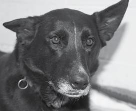 Happy Endings For Some Of Our "Senior Citizens" Maggie was a lovely 9-year old Shepherd mix who was surrendered by her tearful owner on February 15, 2011 because she could no longer take care of her