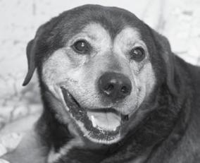 Maggie was fortunate when a special lady fell in love with her and adopted her on February 25, 2011 Midnight was a sweet 13-year old Labrador Retriever/Rottweiler mix who was surrendered by her