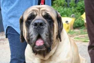 Torn Achilles Tendon George McKay, DVM Patient/Condition Dooley, English Mastiff 55kg Male Neuter Non-weight bearing R