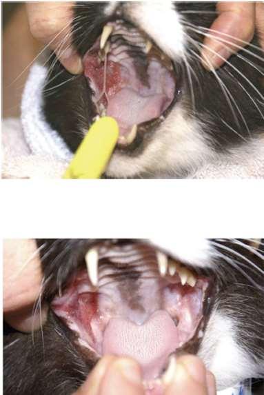K-Laser Plasmacytic Stomatitis History: Lymphocytic Stomatitis in an American DSH. Excessive drooling and non-responsive to NSAIDs.