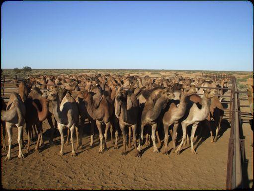 AUSTRALIAN)CAMELSCAMELEER'TRAINING'ACADEMY) Hi I'm Russell Osborne. In this document I explain the basics of training wild camels to becoming domestic, working camels.