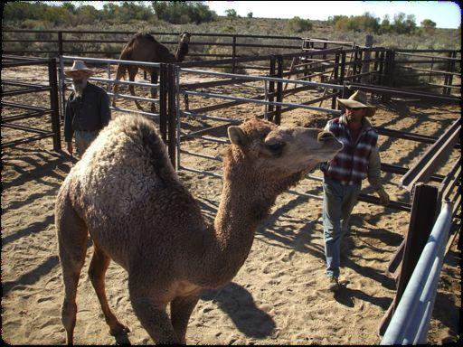 AUSTRALIAN)CAMELSCAMELEER'TRAINING'ACADEMY) All camels can be trained but some are naturally easier than others to handle and train.