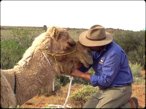 AUSTRALIAN)CAMELSCAMELEER'TRAINING'ACADEMY) Let the camel come to you. At the camel will be scared out of his wits. His rope will be tight to the rail and at this stage, don't initiate any contact.