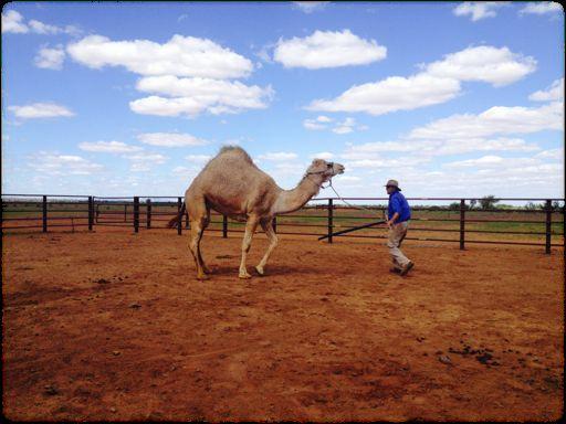 AUSTRALIAN)CAMELSCAMELEER'TRAINING'ACADEMY) One of the critical training aspects of camel training is to teach the camel to "hoosh' (sit) on command.
