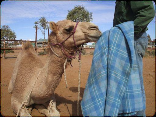 AUSTRALIAN)CAMELSCAMELEER'TRAINING'ACADEMY) By using the coach camel again, the young camel is at ease when in the halter training phase of his development.