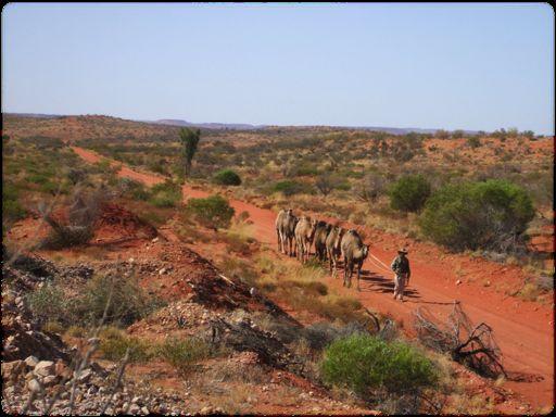 AUSTRALIAN)CAMELSCAMELEER'TRAINING'ACADEMY) By stringing up the young camels up with older, mature and trained camels, taking them on a long walk will settle them down