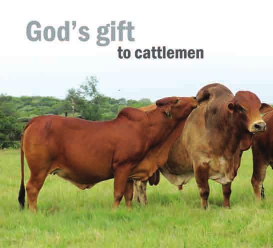 The Boran cow is God s gift to cattlemen (PW Smith, Senior Boran Society Inspector - Kenia, January,1999): Het hierdie slagspreuk van die Boran Telersgenootskap sy ontstaan uit dankbaarheid of is dit