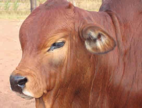 Inspection list Comparative statistics Imported animals list Invoices to breeders societies Auction catalogues Production and Pedigrees: Export certificate 3 and 5 generation pedigrees Cow progeny