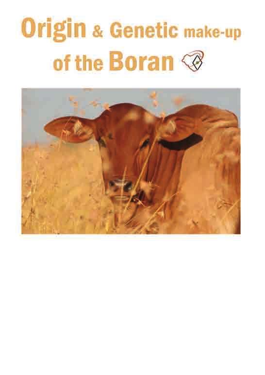 Origin of the Boran Introduction early domestication of cattle Early archaeological evidence suggests two centres for domestication of cattle.