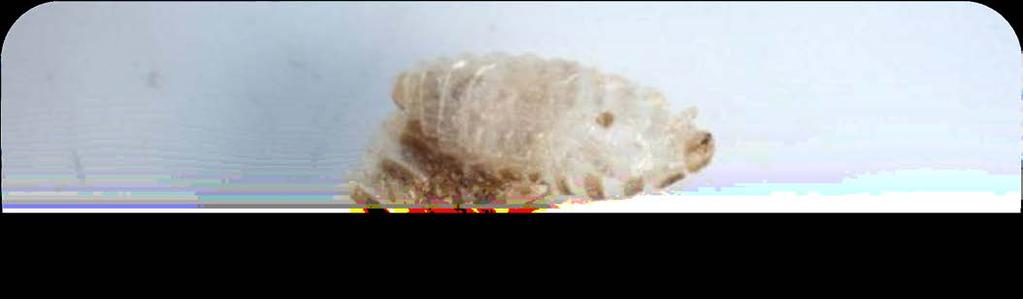 Cast skins from molts: split down middle of dorsum, showing sclerotized