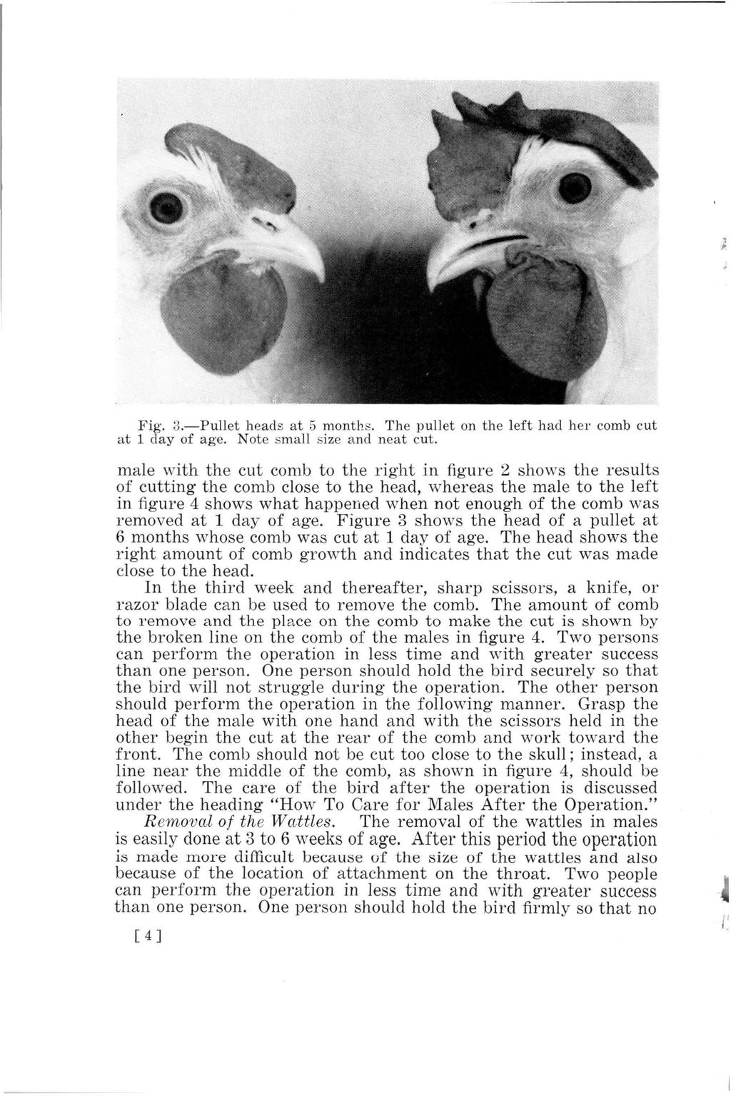 ' " Fig. 3.-Pullet heads at 5 months. The pullet on the left had her comb cut at 1 day of age. Note small size and neat cut.