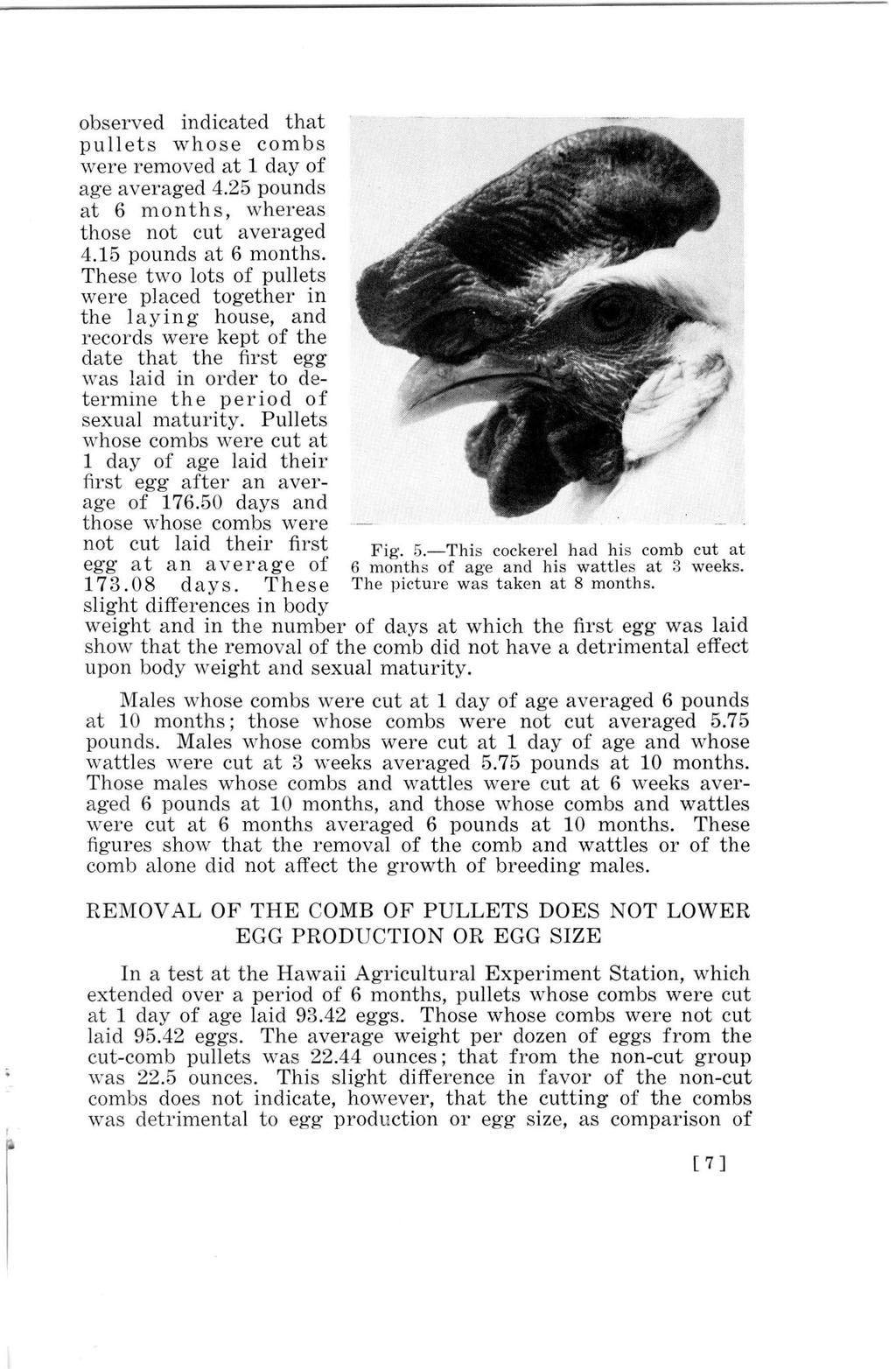 observed indicated that pullets whose combs were removed at 1 day of age averaged 4.25 pounds at 6 months, whereas those not cut averaged 4.15 pounds at 6 months.