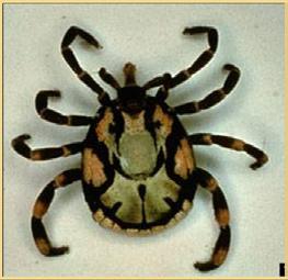 Animals become infected with heartwater after being bitten by an infected tick (vector). Ticks from the family Amblyomma (am-blee-ohmah) are responsible for the spread of the disease.