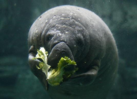 Others are caused by humans such as boat strikes, crushing by flood gates or locks, and entanglement in or ingestion of fishing gear. Protections for Florida manatees were first enacted in 1893.