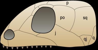 The two temporal fenestra allowed for stronger jaw muscles