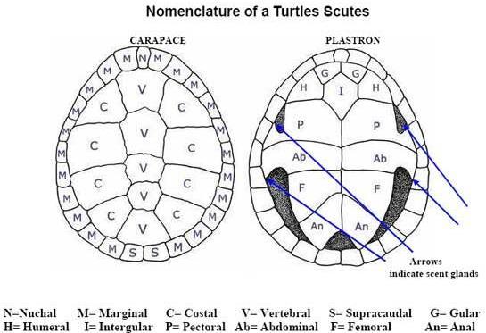 V. Testudinata turtles Turtles are clearly a reptile, they are ectothermic and have scales. However, their relation to other reptiles including the Lepidosaurs and Archosaurs is less clear.