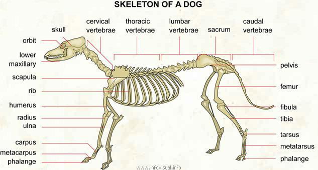 Vertebral column Mammals possess five distinct regions, including the cervical, thoracic, lumbar, sacral, and caudal regions.